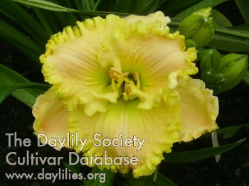 Daylily Gone to the Moon